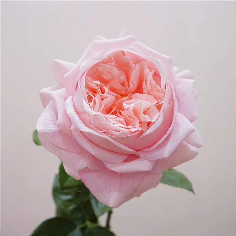 High Quality Simulated Moisturizing Austin Rose Nordic Style Home Furnishing Wedding Party Roadmap Decoration Eternal Rose