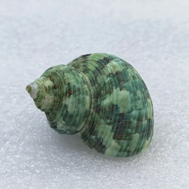 2pcs Green Snail Natural Shell Small Conch  Hermit Crab Spare Shell Replacement Fish Tank Landscaping Scallop