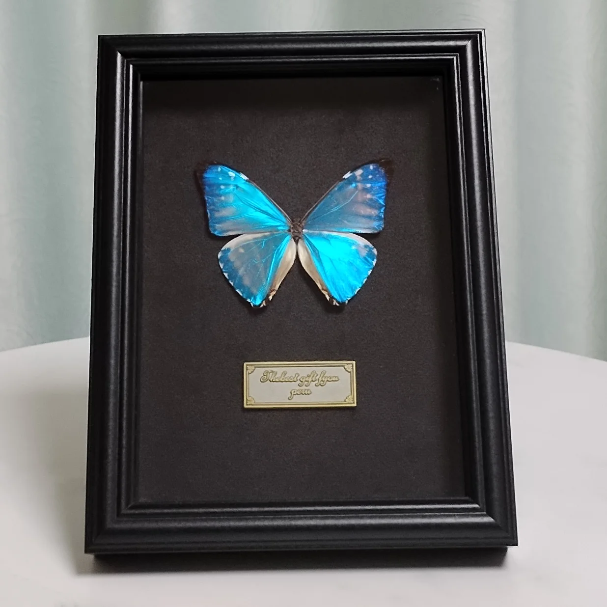 Real Morpho Zephyritis Specimen in Wooden Shadow Box, Framed Butterfly Taxidermy Preserved Insect Wall Art Gothic Gifts