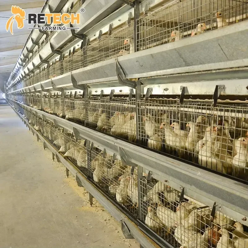 Automatic Baby Chicken Brooding Pullet Cage System for Retech Farming Poultry Farm