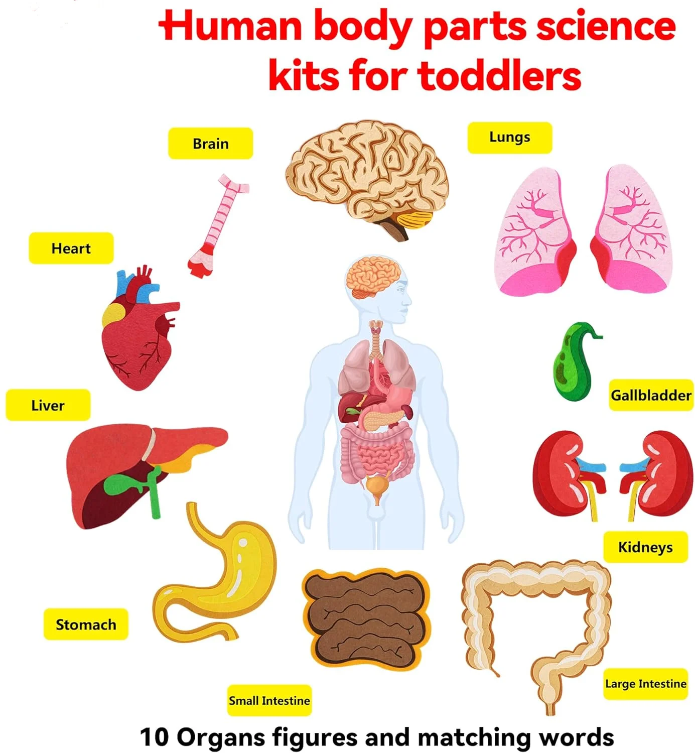 Teaching Body Parts Felt Board Stories for Toddlers Arts Crafts Toys Early Learning Human Body Wall Chart Set Class Supplies