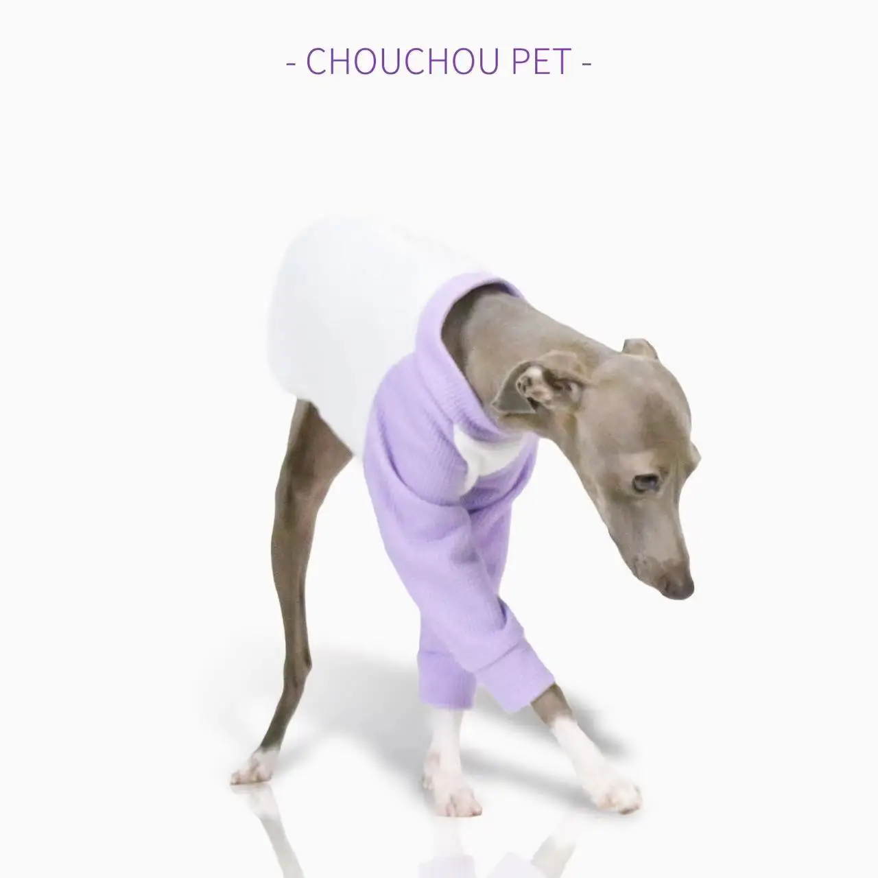 iggy Summer pet puppy clothes cotton color matching thin dog sportswear cute color matching Whippet medium dog clothes