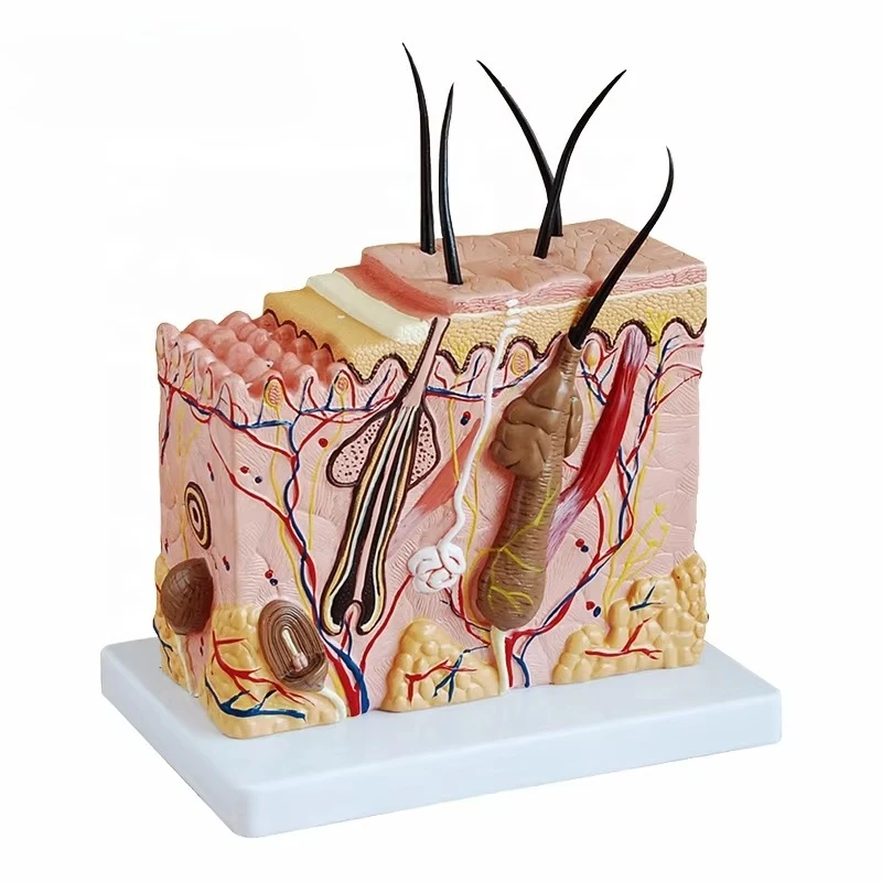 Best Selling Skin Block Model Anatomical Model Skin