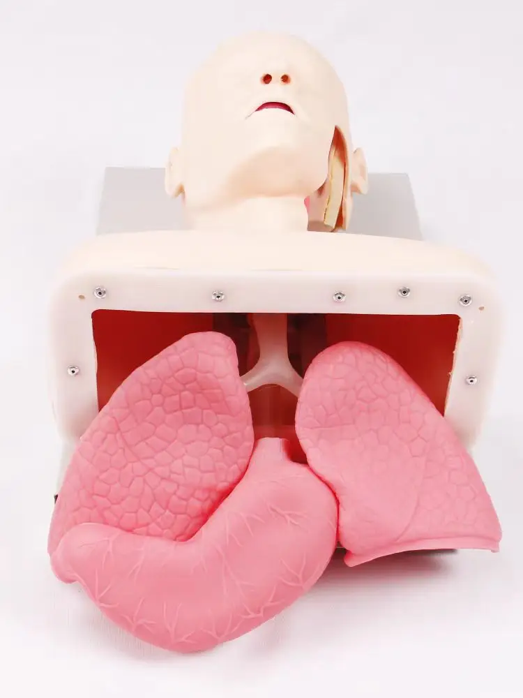 Adult Electronic Tracheal Intubation Teaching Model With Tooth Compression Alarm For Veterinary Emergency Training