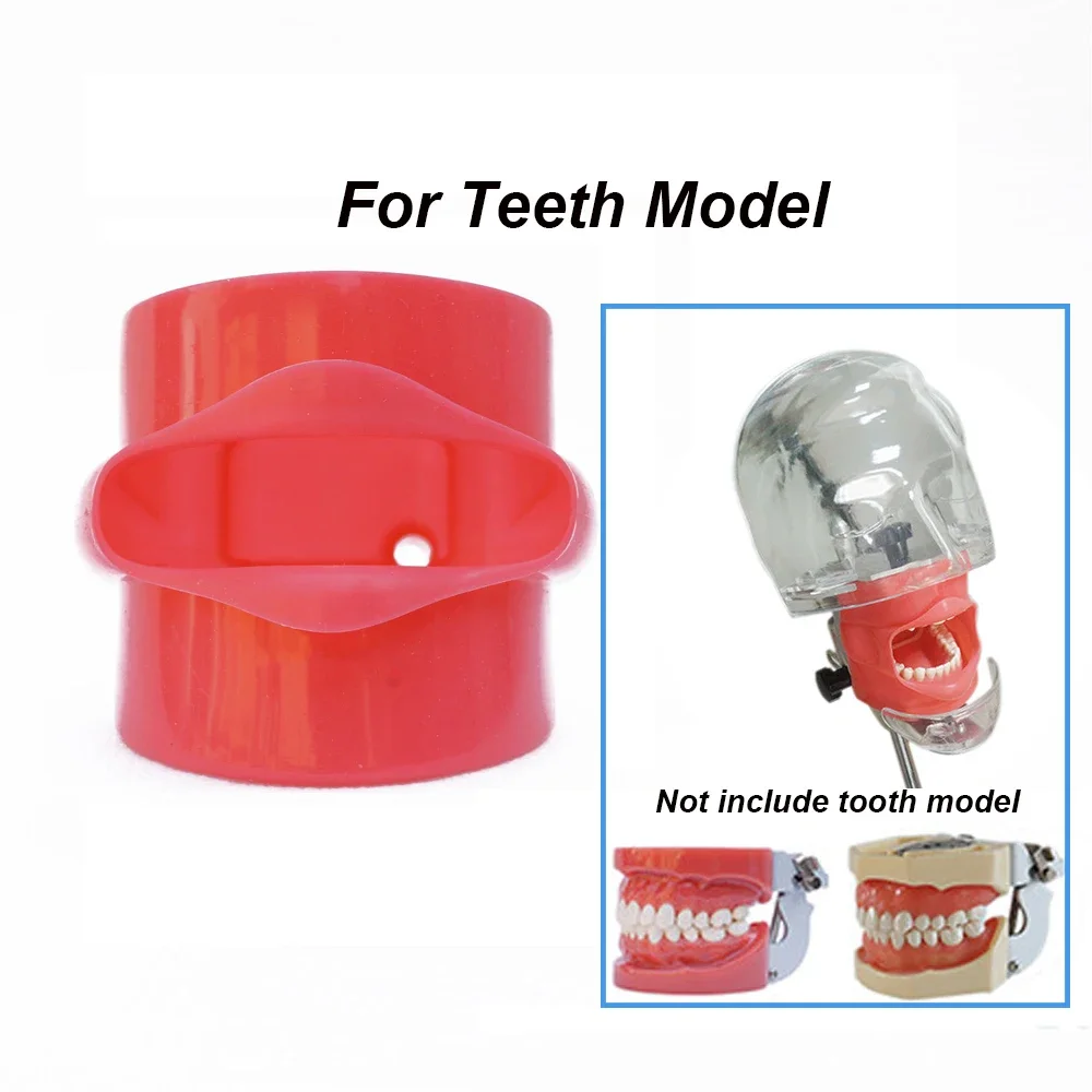 Simulación Dental mejilla Typodont 1:1 goma suave estándar para modelo de dientes práctica modelo de enseñanza Material de dentista