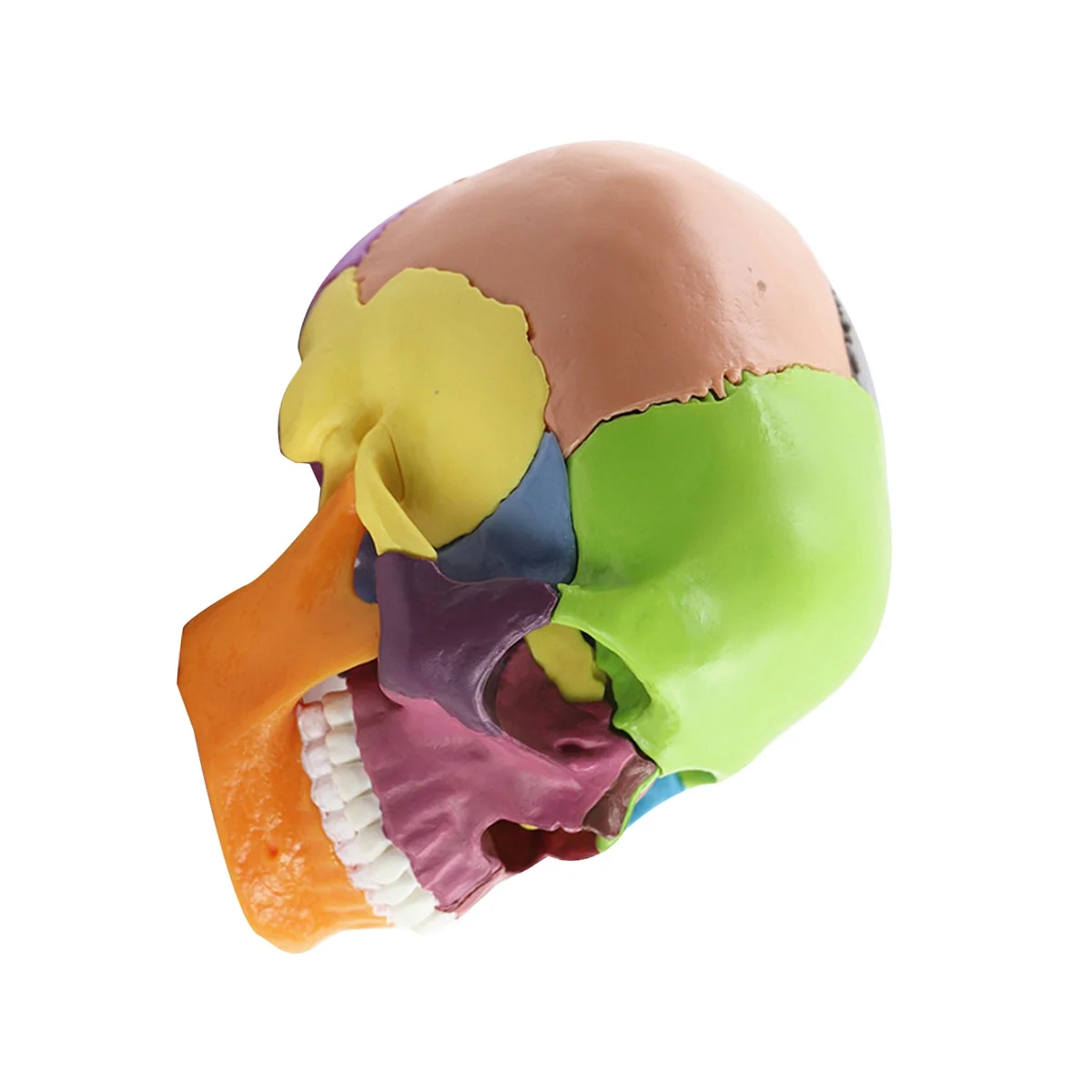 Medical-Skull Human Body Model Education Skull Model 1:2 for Student Teaching Study Assembling Model,Multicolor