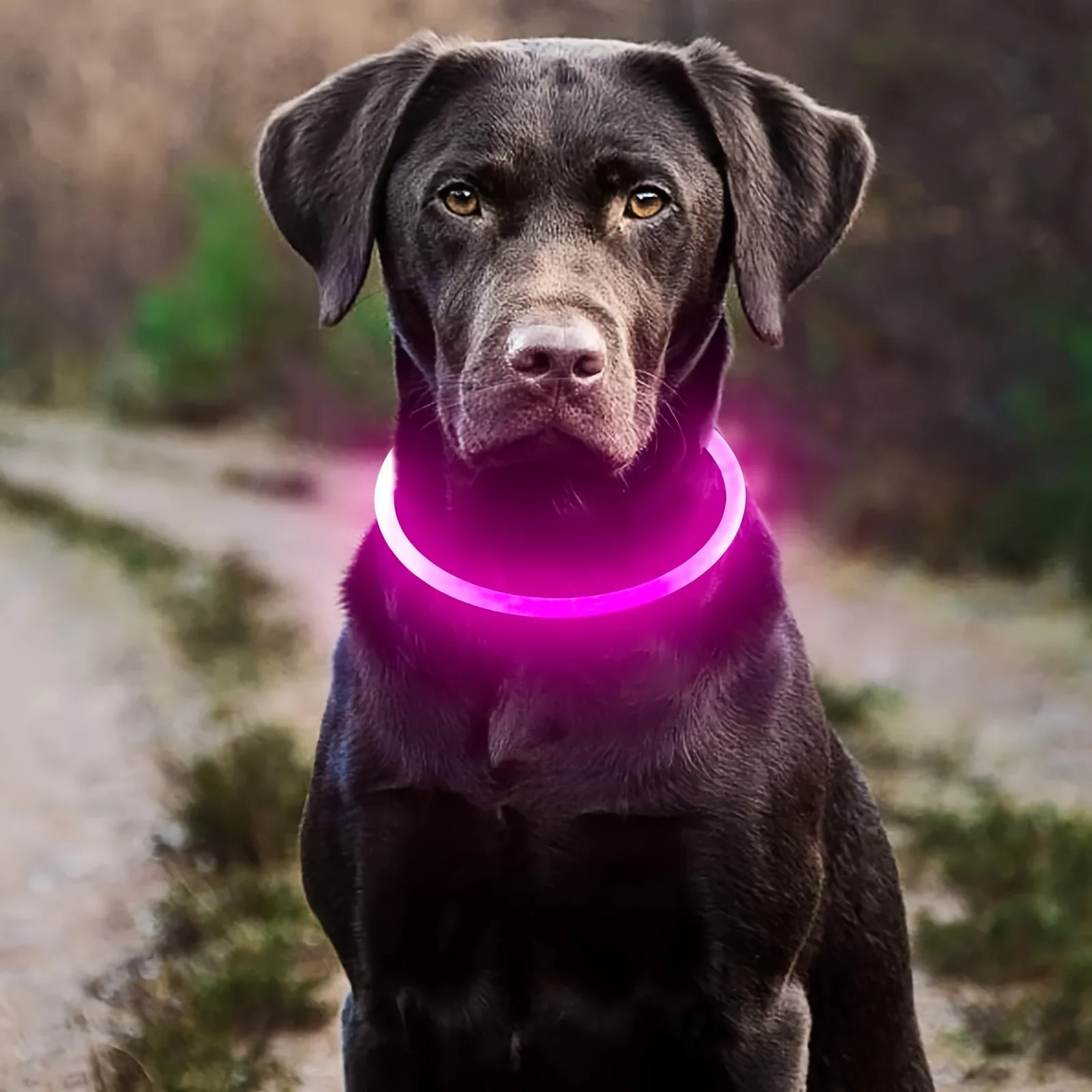 Thumbnail 3 - #31 Cheap LED Dog Collars Worth Buying