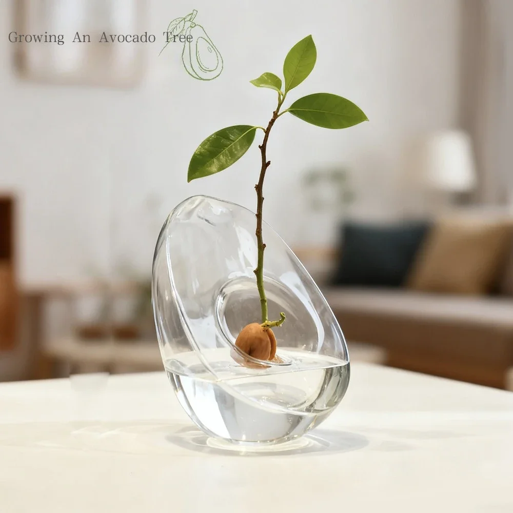 Avocado Shaped Hydroponics Home Vase Home Decor Glass Seed Planting Cultivation Container Table Decoration and Accessories Vases