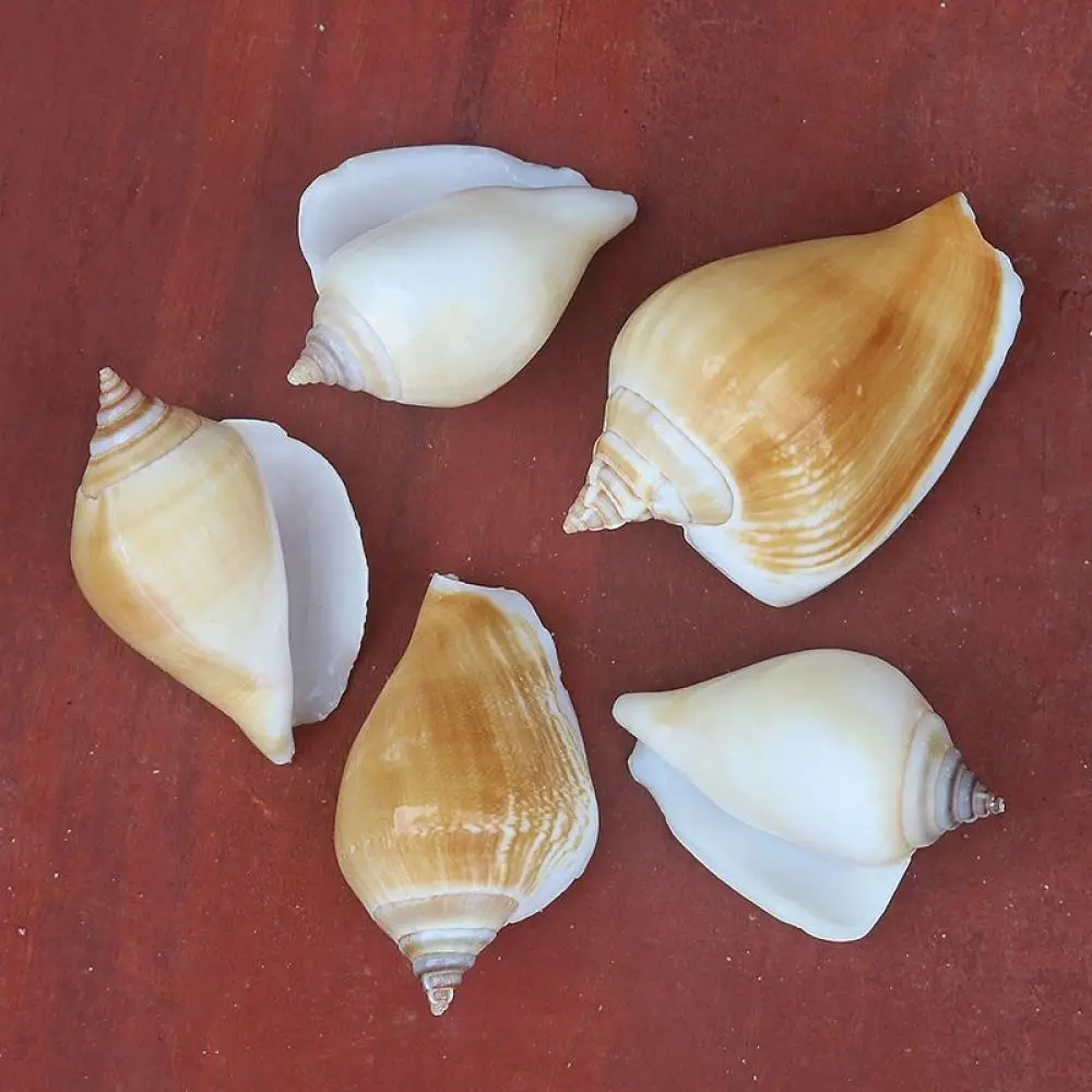 Natural Seashells Starfish Mixed Ornament Aquarium Tank Scenery Hermit Crab Shells DIY Craft Handmade Art Supplie Material