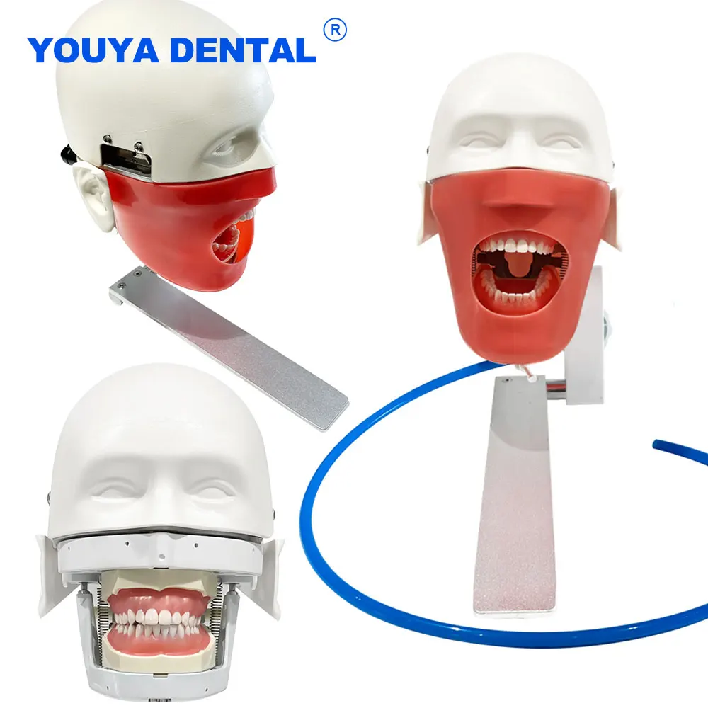 Simple Phantom Head Model Dental Training Simulation Teeth Model For Dentist Teaching Practice Apparatu Training Study Head Mode