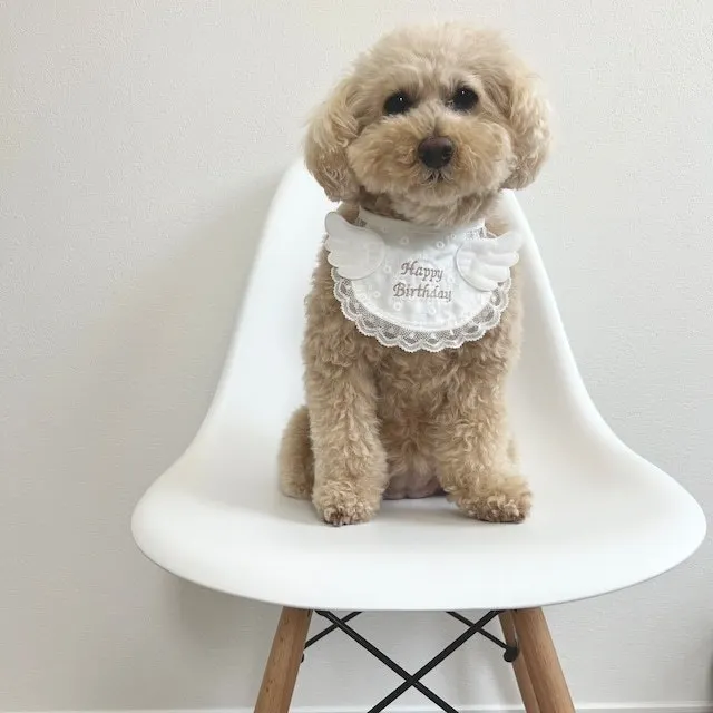 Cute Wing Dog Birthday Party Bib Pet Cat Saliva Towel Bib Teddy Pet Decoration Dog Triangle Scarf Pet Supplies Cat Accessories