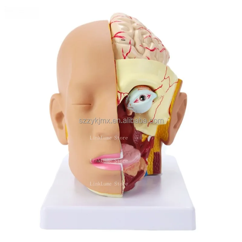 Medical Science Resource Human Head Anatomy Model with Four Removable Parts for Laboratory Equipment Teaching Aids