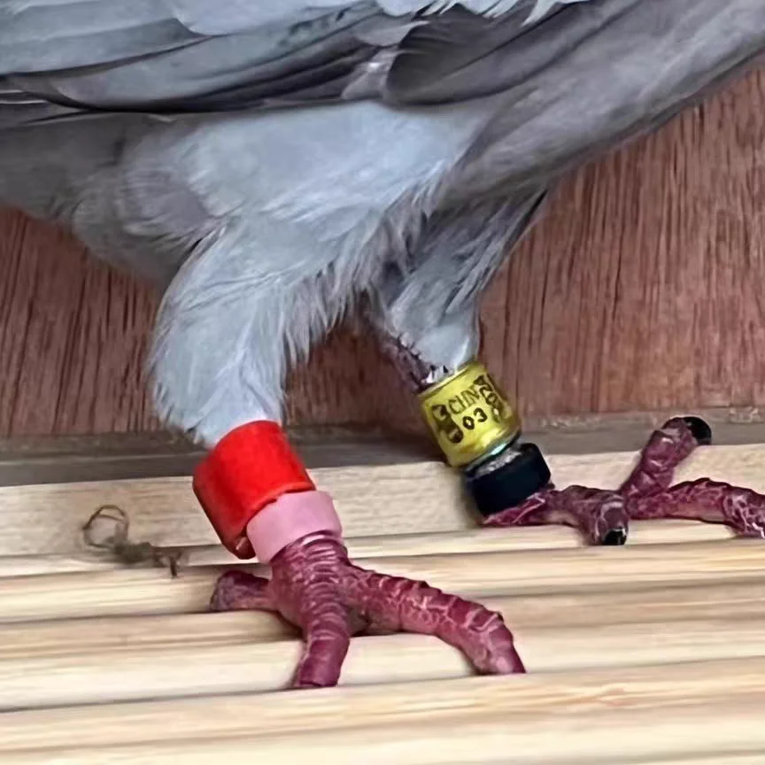 Elastic Colorful Pigeon Leg Rings – Multi-Color Identification Bands for Racing Pigeon Training & Marking
