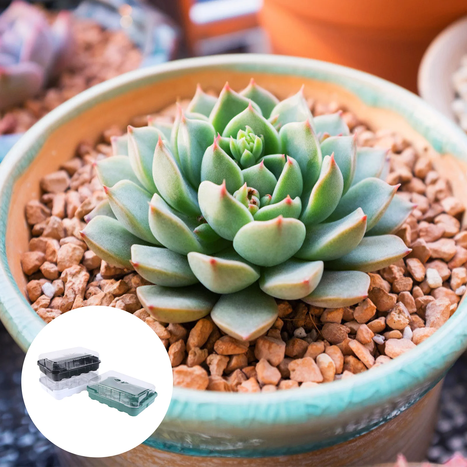 

3 комплекта пластиковых лотков для рассады на 20 ячеек с прозрачной крышкой, штабелируемые, для гидропоники и садоводства