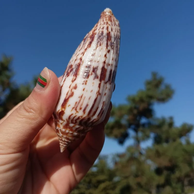 Natural Conch Long Taro Snail Shell, Fish Tank Decoration, Handmade Materials