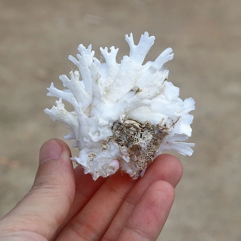 3pcs Mixed Clam Natural Shell Conch Chrysanthemum 6Cm Clam Specimen Snail Scallop Home Decoration Ornament Fish Tank Landscape view 2