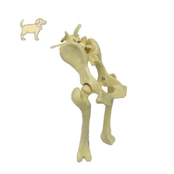 Dog hip joint skeleton model Veterinary Demonstration Skeleton canine Lab Skeleton Anatomy Model Kit