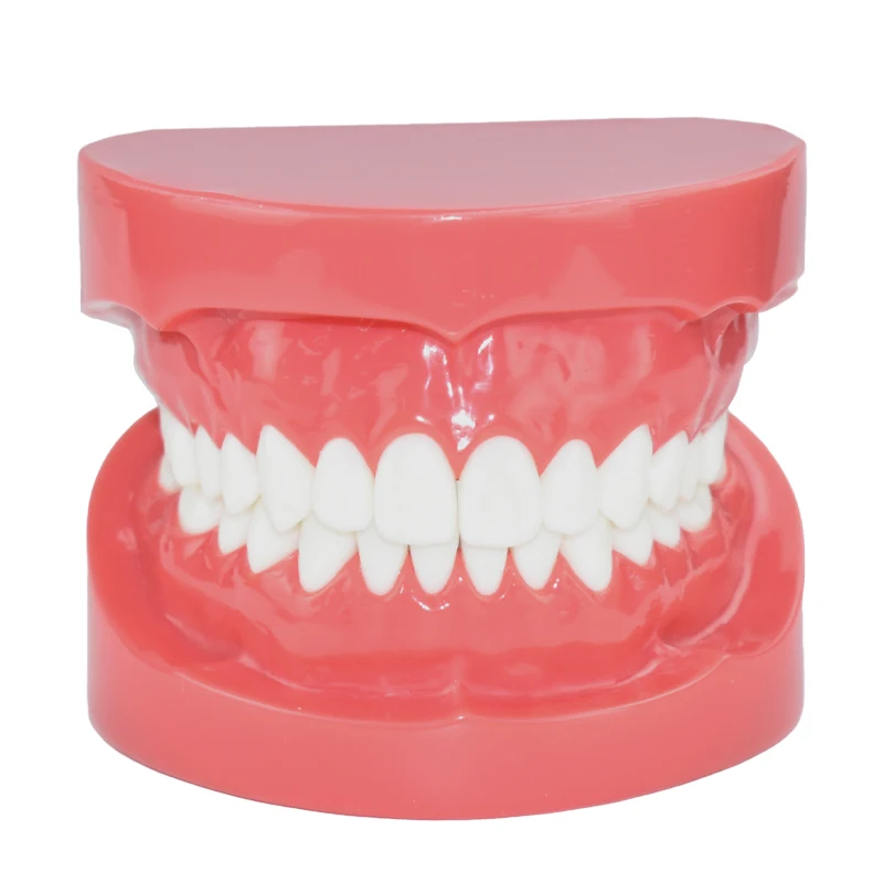 

Dental Model Red M7004 Study Teaching Tooth Standard Typodont Dentists Dentistry Clinic Teeth Model Dental Materials