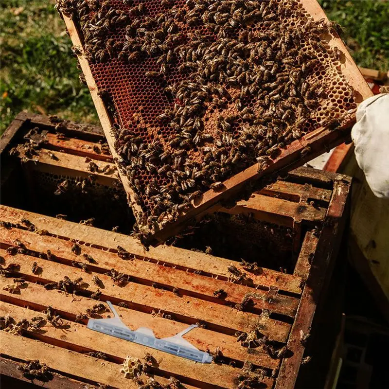 2026 جديد 12 قطعة مصيدة خنافس الخنافس، مصائد خلية الخنافس لخناش النحل أدوات تربية النحل، مستلزمات تربية النحل #2