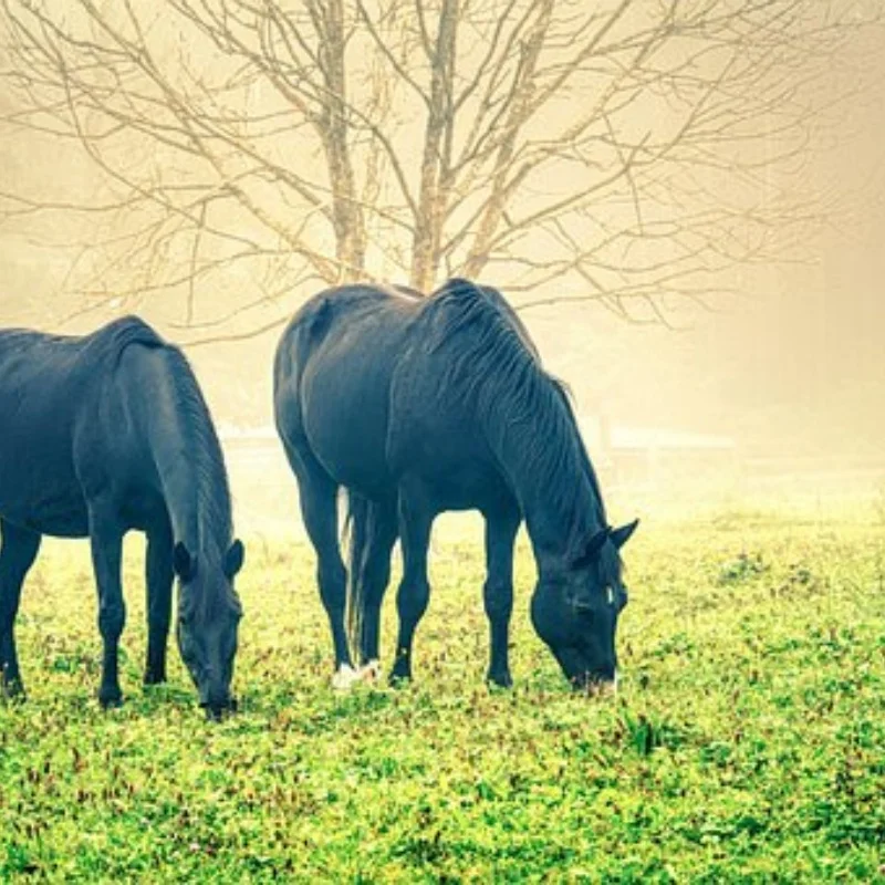 PER MN38 1/16 RC Parti di automobili telecomandate Aggiornamento in metallo Set sterzo tazza sterzo forcellone