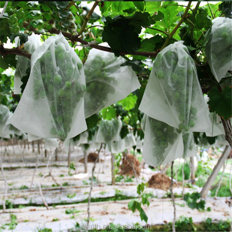 2025Coperture agricole in pp Spunbond non tessuto