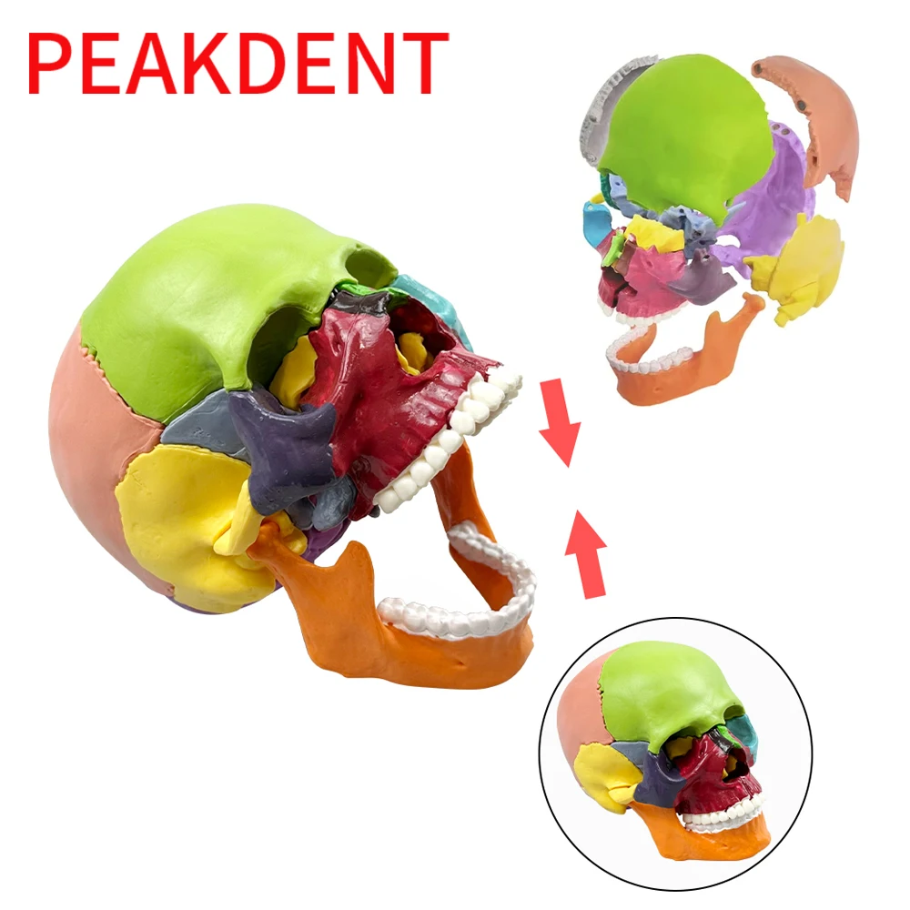 Dental Skull Skeleton Head Model Dentistry Detachable 3D Medicine  Anatomy Head Skeleton Skull For Studying Teaching Demo