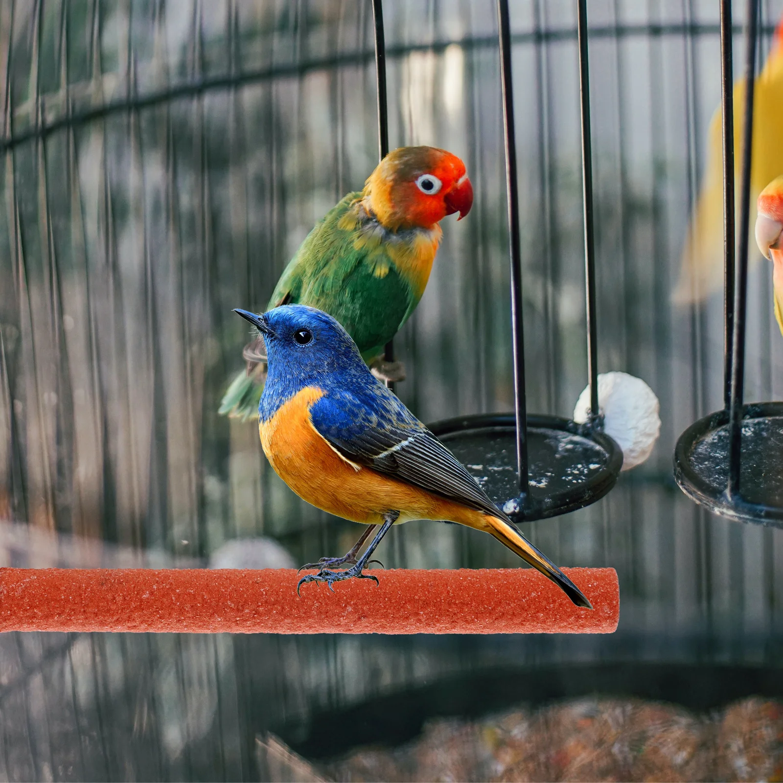 

Parrot Grinding Bird Climbing Stand For Small Parrot Stand Ladder Birds Pet Exercise Safe Play Rod Cage Home Office Use