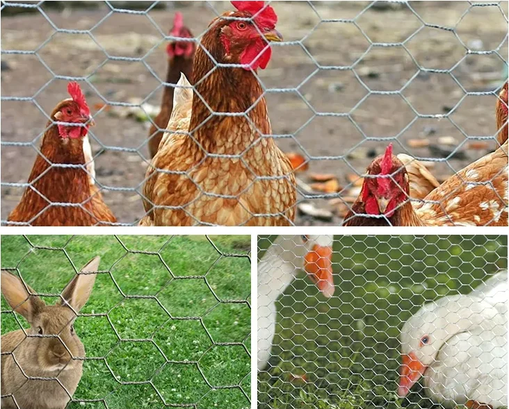

Customization Best Selling Chicken Wire Mesh Poultry Wire Mesh Hexagonal Galvanized Mesh Garden Fence Pet Rabbit Chicken