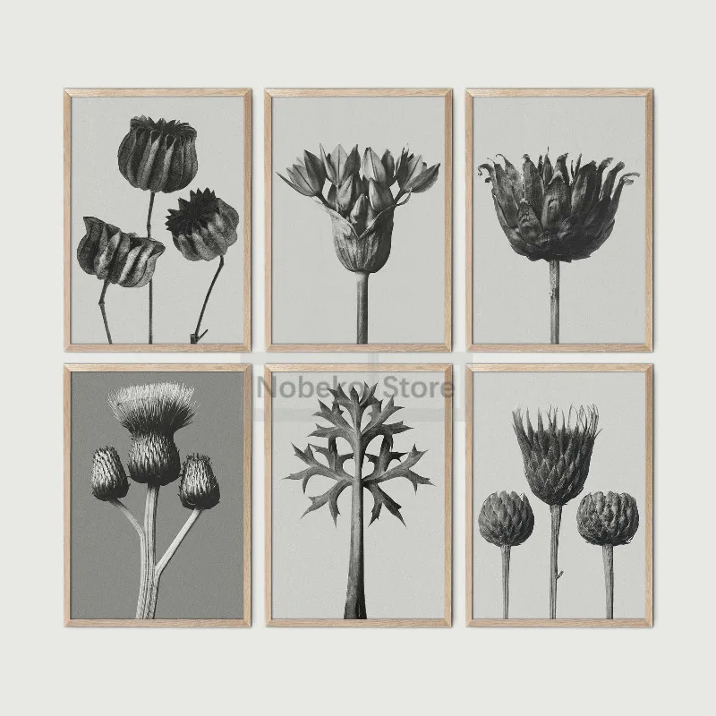 Photographer Karl Blossfeldt Works Urformen der Kunst Poster Plant Photos Prints Canvas Wall Art Pictures Home Room Nature Decor