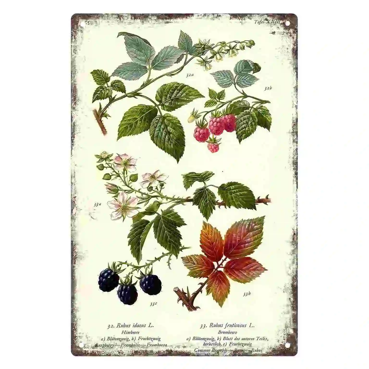 2D FLAT 1pc Vintage Botanical Raspberry and Blackberry Plant Print Wall Art Decoration for Home Cafe Garage Bedroom And Garden