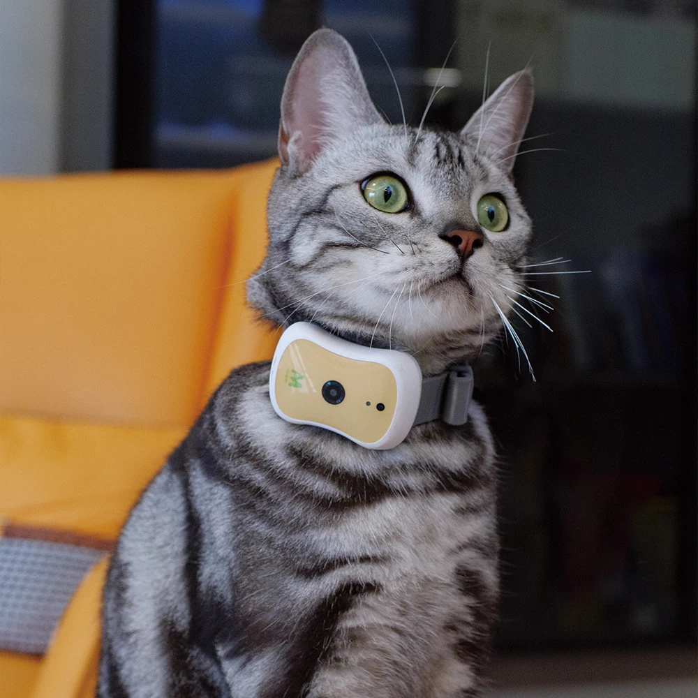 Intelligent health monitoring data abnormal warning AI pet health collar cat dog small animal