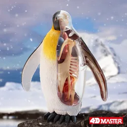 4D Vision Emperor Penguin Animal Organ Anatomy Model Laboratory Education Equipment DIY Puzzle Scinece Assemble Toy Gifts