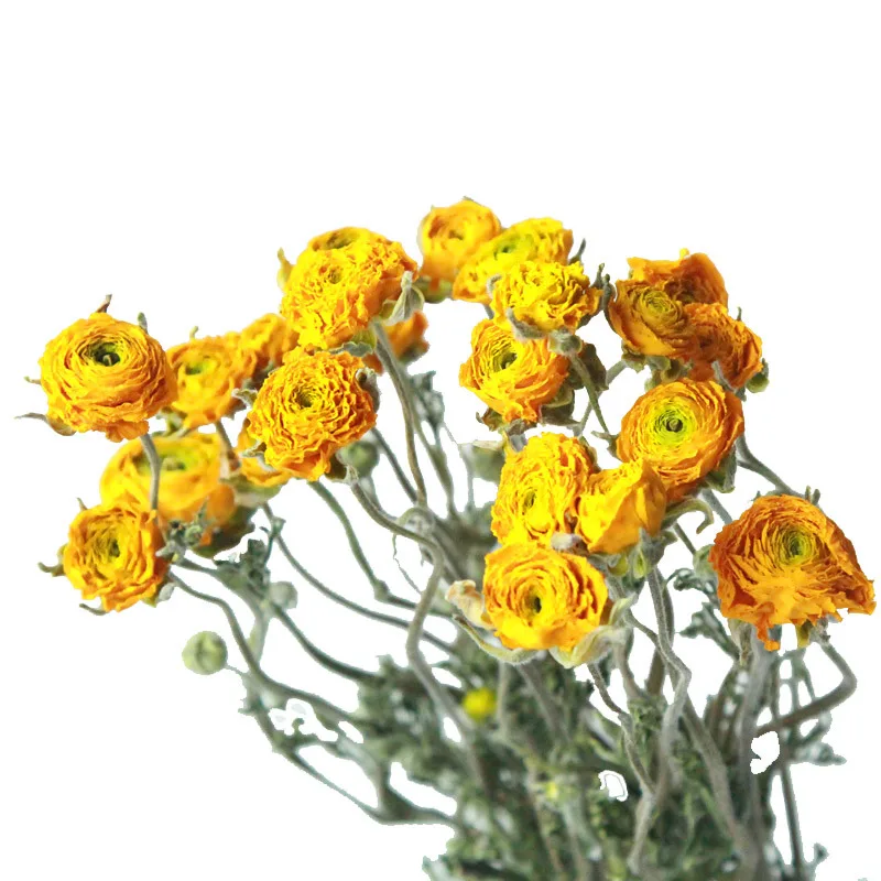 8-10pcs Dried Natural Persian Buttercup Party Home Office Indoor Decor Real Dried Flowers Bouquet Tree Peony Flower Ornaments