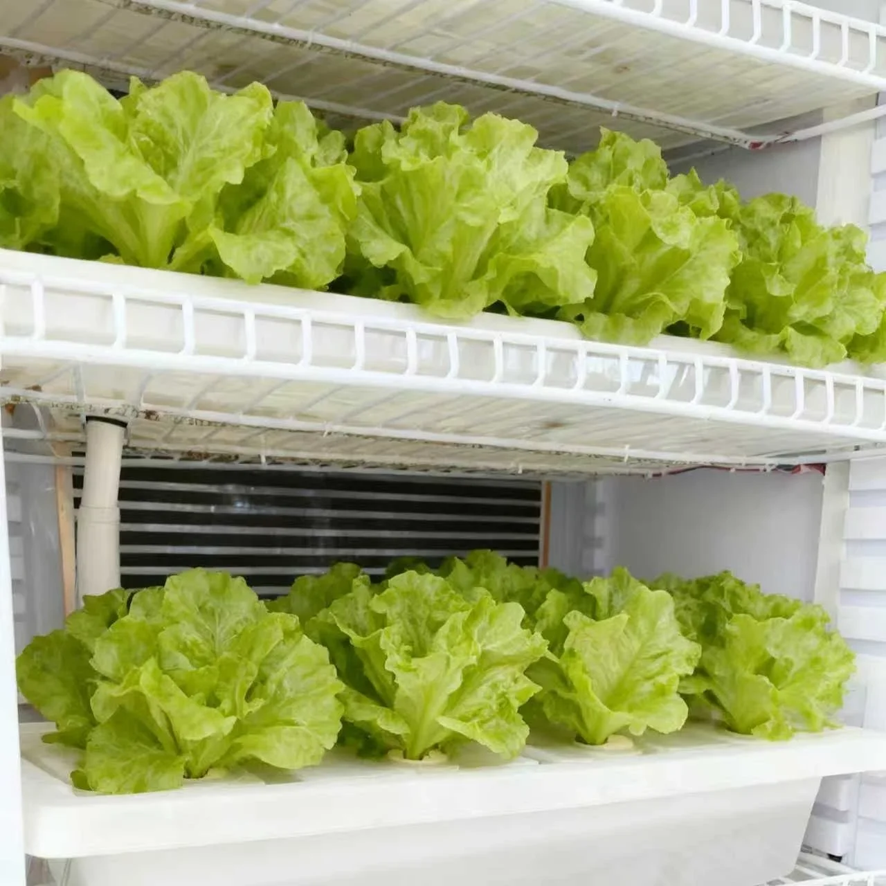 Large Capacity Vertical Hydroponic Planting Cabinet Indoor Planting System