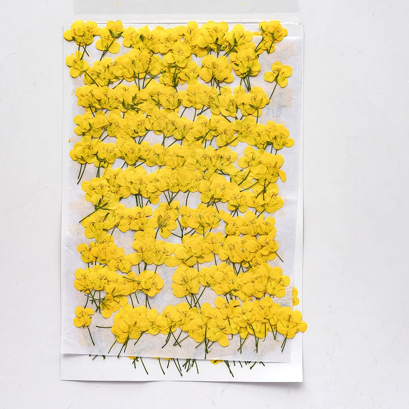 

120Pcs Spring New Product Rapeseed Flower Small Dried Flowers Pressed Real Flower Specimens Handmade DIY Resin Jewelry Nail Art Teaching Materials Dried Pressed Flowers