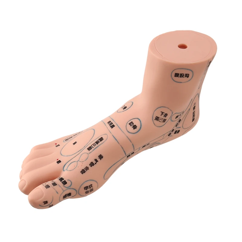 1Pcs 19 Cm Foot Reflex Zone Model Foot Acupuncture Needle Acupoint Model Foot Acupuncture Point Model