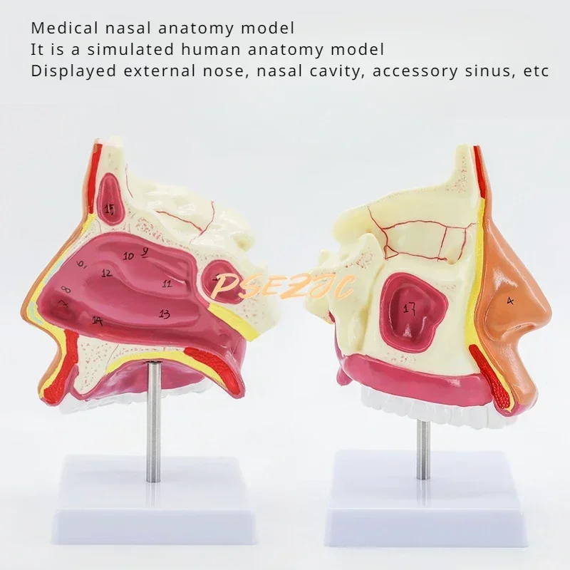 PVC Medical Human Nasal Cavity Anatomy Model for Otolaryngology Teaching  Supplies