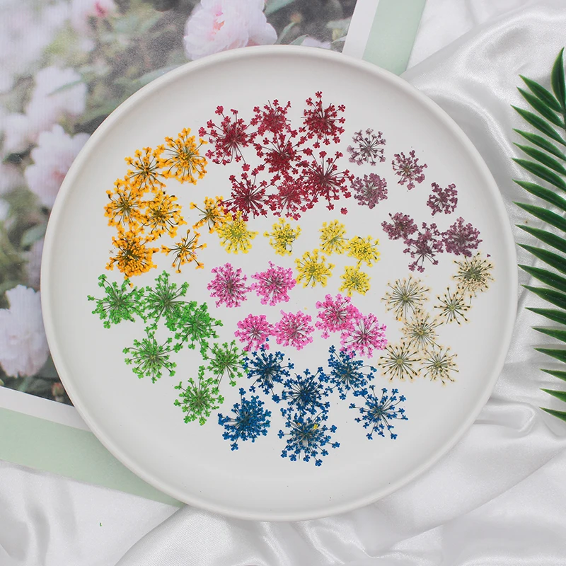 Flores Secas de Perla de Nieve Prensada para Resina, Decoración Facial, Arte de Uñas, Manualidades, Joyería de Resina, Suministros DIY