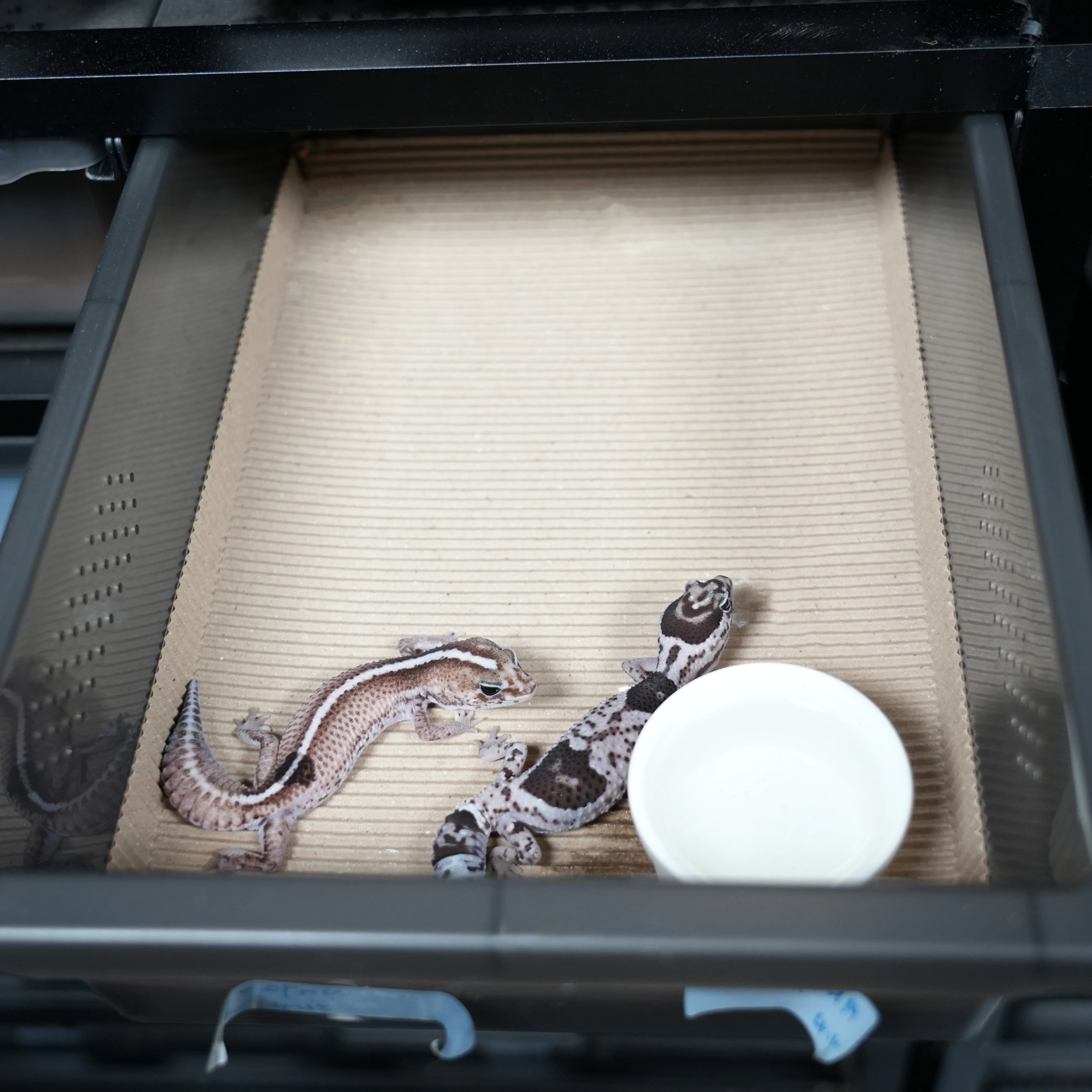 

Customization Stackable Modular Snake Rack Pet Cage Aluminum Reptile Enclosure for Breeding Racks