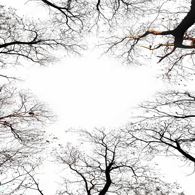 Custom Tree Branches Sky Wall Mural 3D Wallpaper for Ceiling & Bedroom Decor Nature Themed Wall Coverings Wall Art Painting