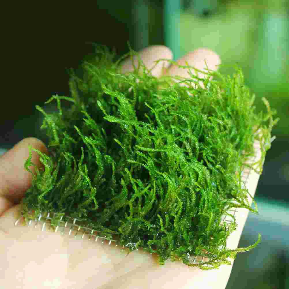 

12 Pcs Silk Screen Aquatic Mesh Fish Tank Moss Stainless Steel Multi-function Aquarium