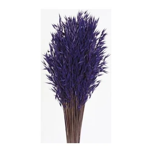 Palm Avanea Purple