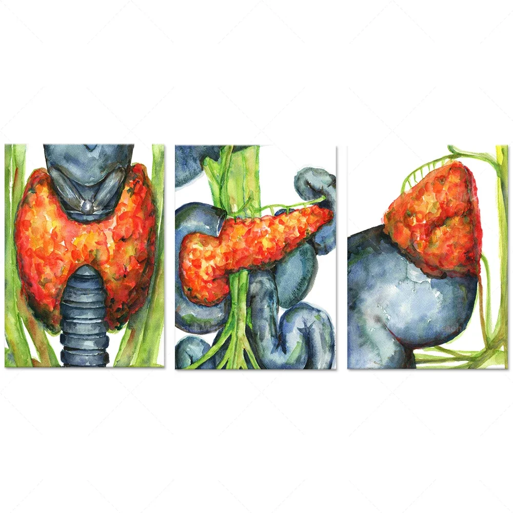 Endocrine Watercolor Prints - Thyroid, Pancreas, Kidneys, Pituitary, Hypothalamus, Pineal Body Art Anatomy Poster, Doctor Gift