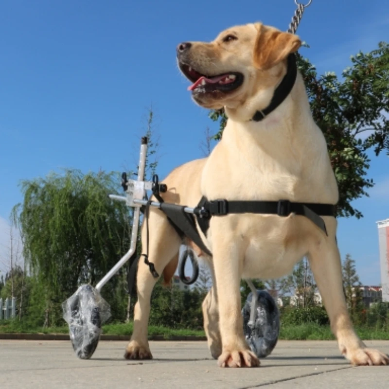 Imagem -04 - Cadeira de Rodas para Cães Grandes para Reabilitação Hind Limb Training Aid para Paralisia e Espondilite Assistência Mobilidade