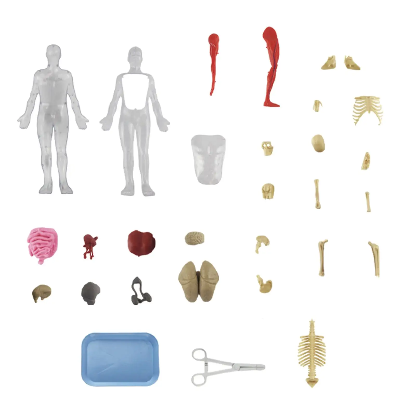 Human Body Kits Toy DIY Assembly Model Body Parts Organs for Kids Child Teacher Supplies Class Display Home
