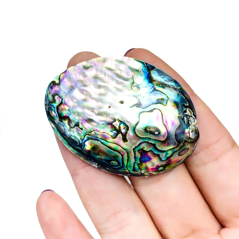 Natural Abalone Shell Polished Seashell Rainbow Iridescent Craft Jewelry Making Altar Decor Smudging Bowl Healing Shell view 4