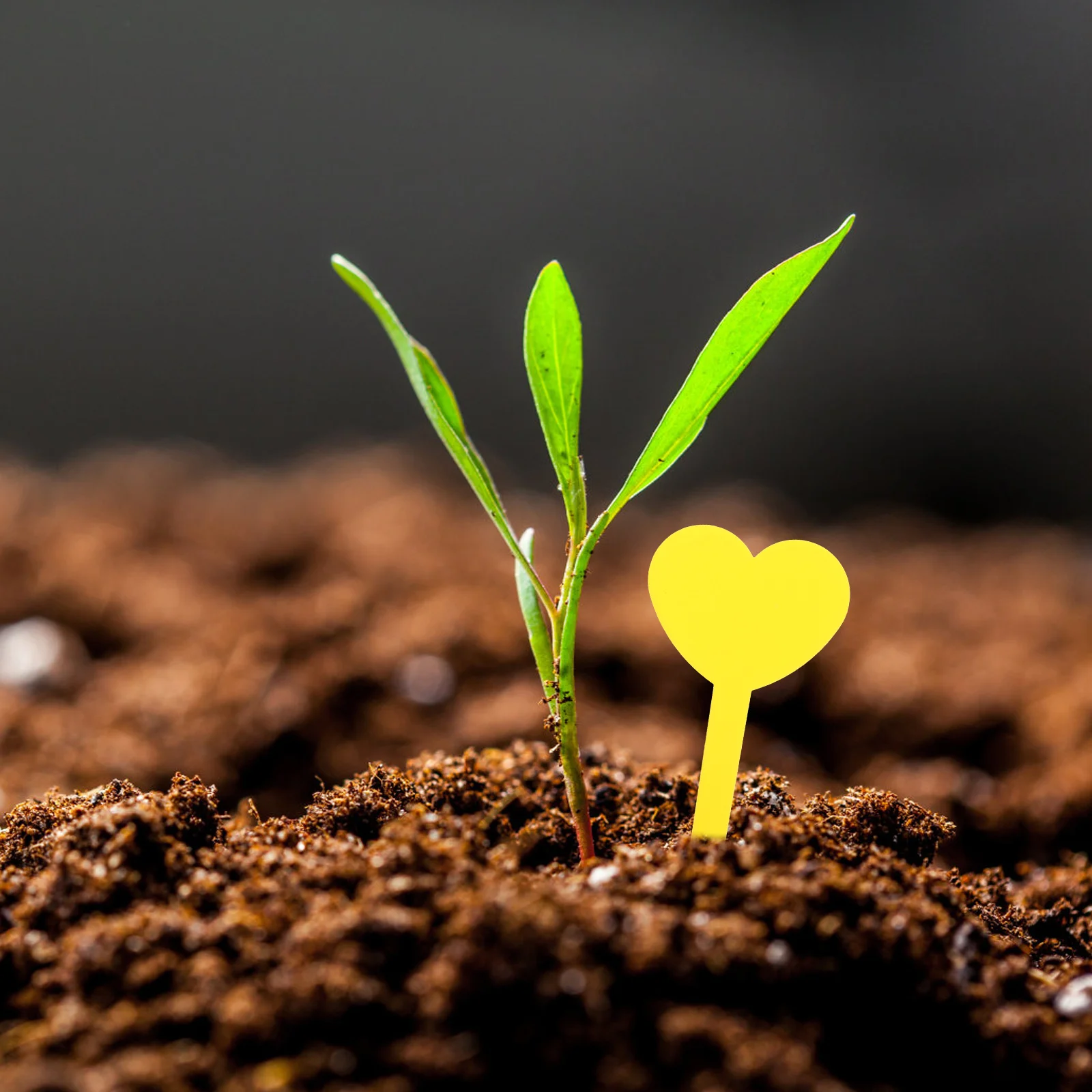 

100Pcs Garden Plant Labels Durable Plastic Plant Name Tags Pointed Design Easy Insert Soil for Outdoor Indoor Gardening Supplies