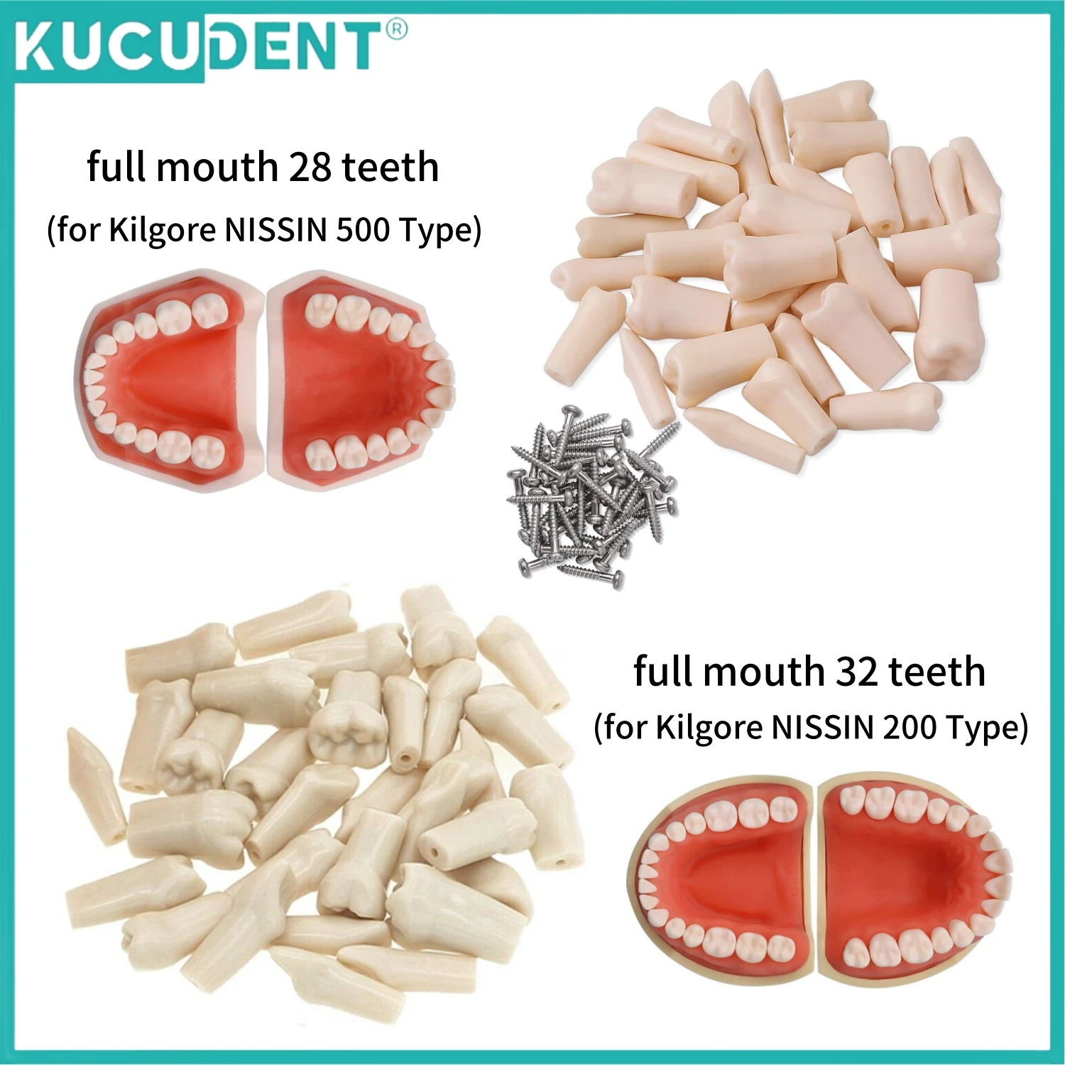 

Dental Teeth Model Replacement Typodont Screw-in Teeth fit NISSIN 500/200 Type Models Resin Denture Removeable Dentist Training