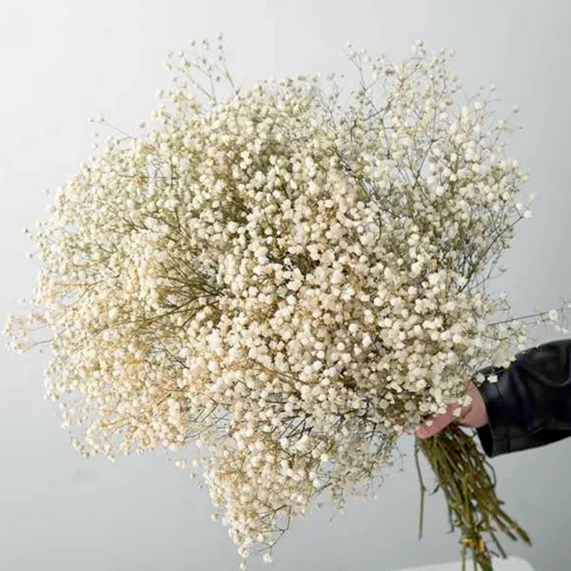 Natürlicher, frischer Schleierkraut, getrocknete, konservierte Blumen, Gypsophila paniculata, Blumensträuße für Hochzeitsdekoration, Valentinstagsgeschenk