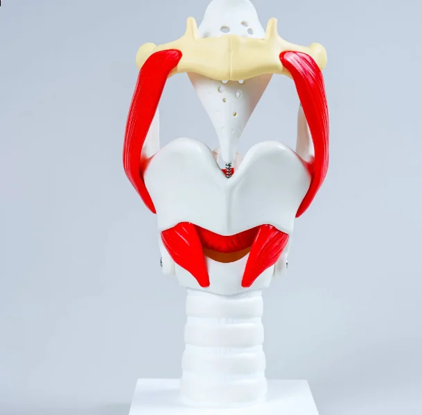 Movable Thyroid Cartilage Larynx Model with Vocal Cords, Anatomy Model for ENT Medical Education